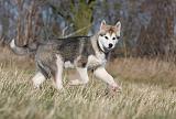 ALASKAN MALAMUTE 848